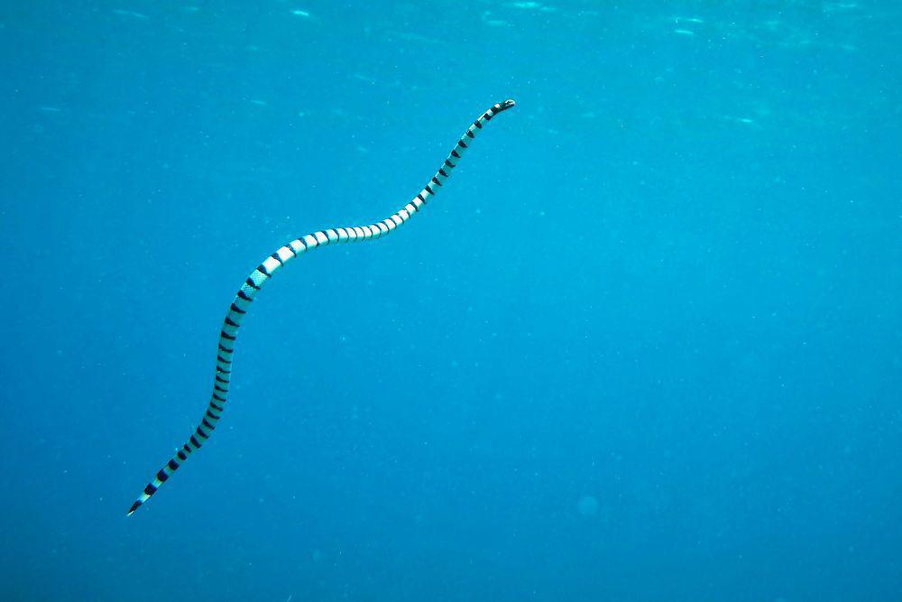 ¿pueden las serpientes nadar bajo el agua?