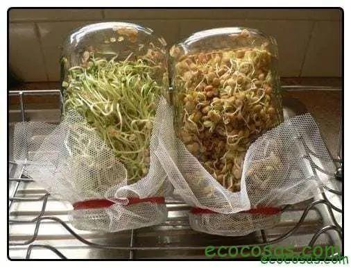 Cómo hacer tus propios brotes de diferentes semillas 9