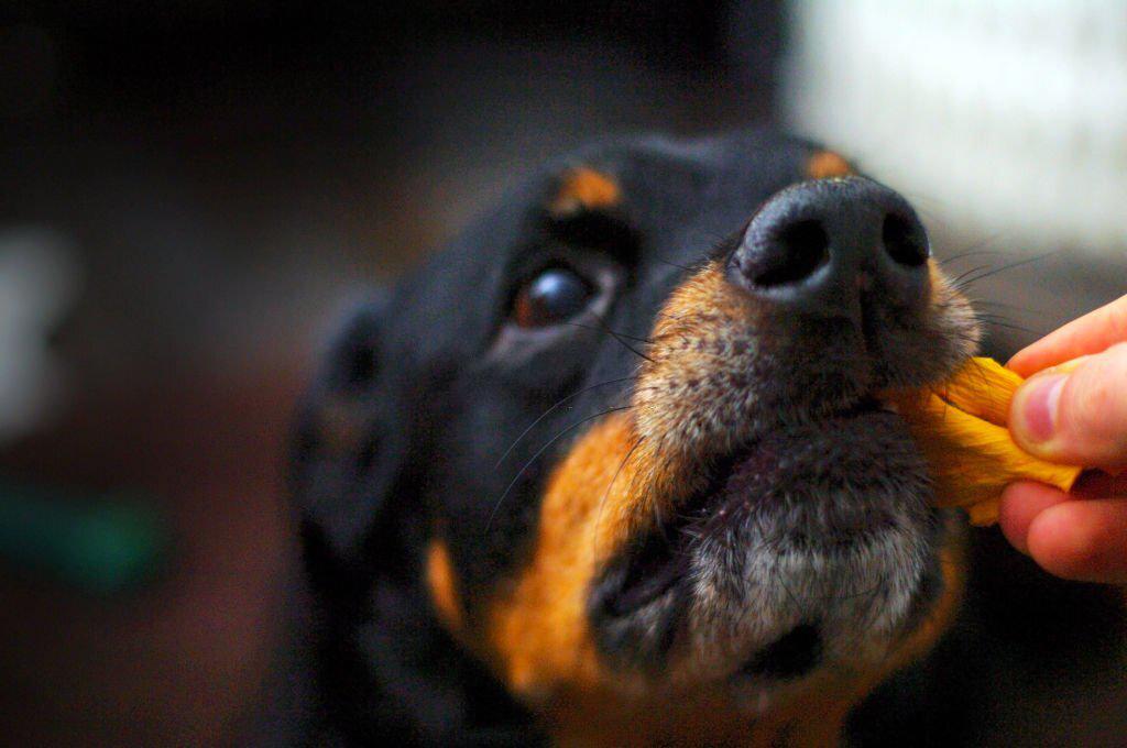 snacks bajos en calorias para perros