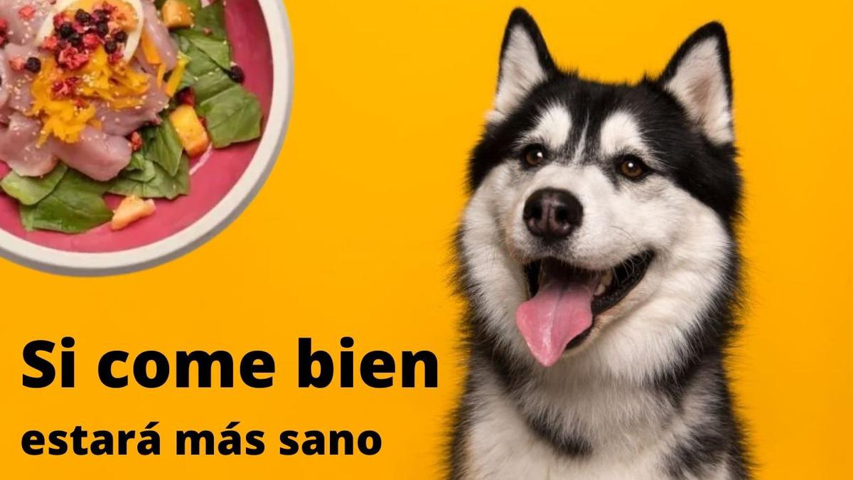 comida casera para perros