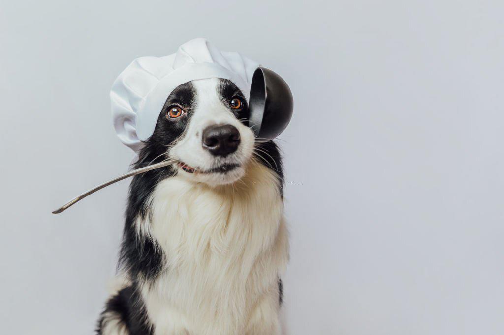 cómo hacer comida casera para perros
