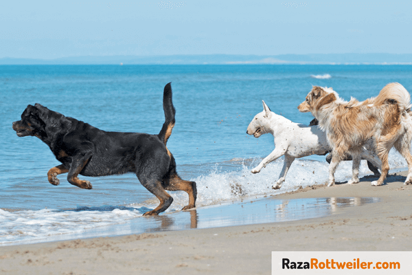 Aumentar musculatura don deporte Rottweiler