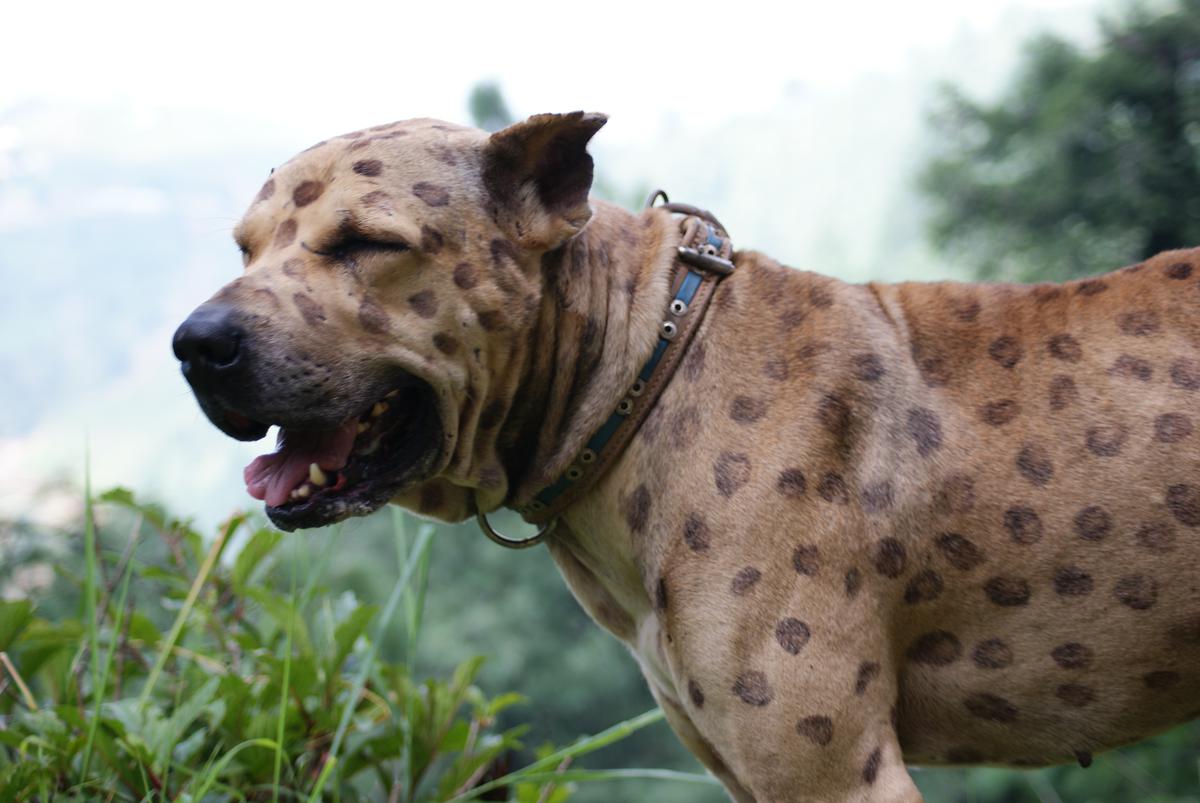 bully kutta de pakistan, perro peligroso en españa