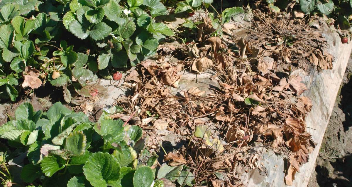 Fusarium en cultivo de fresa