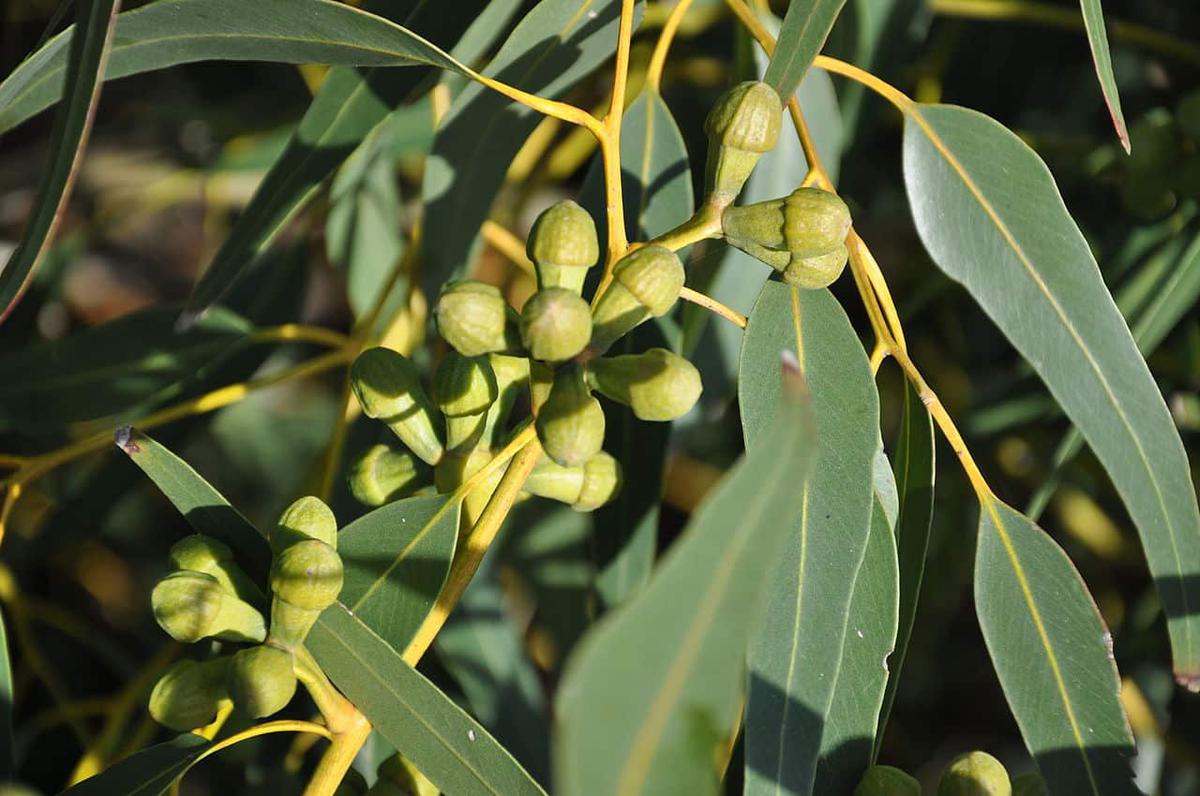 El eucalipto es un árbol de rápido crecimiento