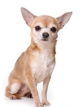 El celo de las perras chihuahua 1