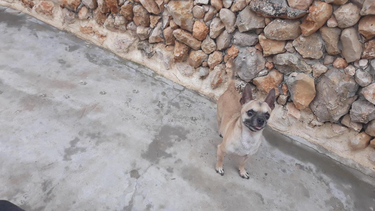celo del perro chihuahua