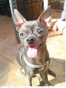 el celo de las perras chihuahua tamaño del macho para la hembra