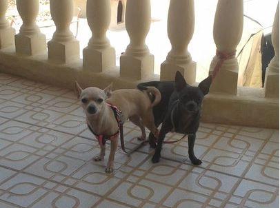 El celo de las perras chihuahua ¿Cuando cruzar a nuestra perra chihuahua?