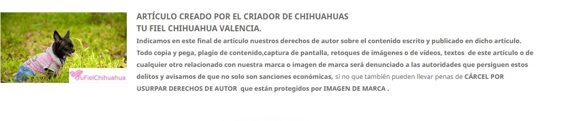 El celo de las perras chihuahua 2