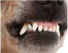 chihuahua dientes , definitivos