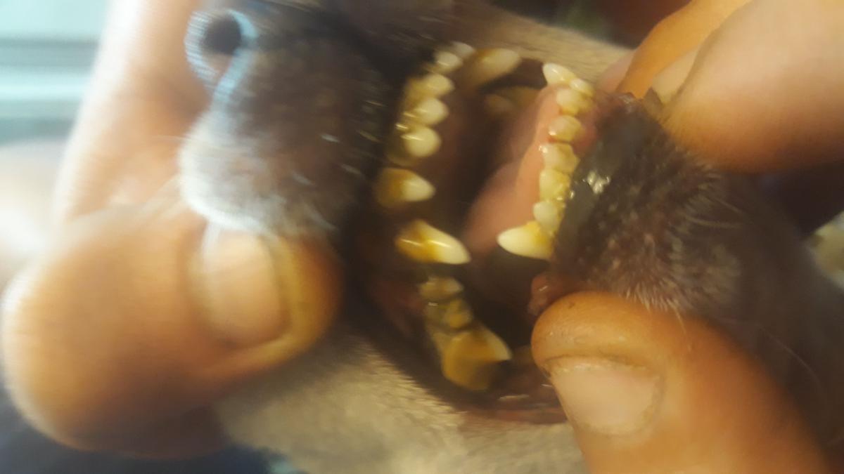 chihuahua dientes, sarro