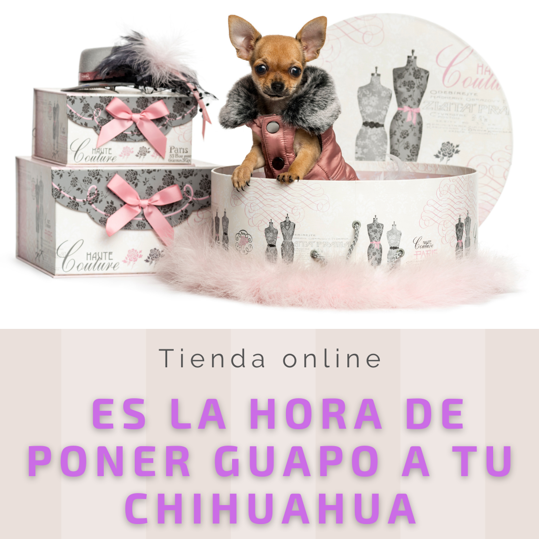 Cuidado de los dientes de un Chihuahua 1