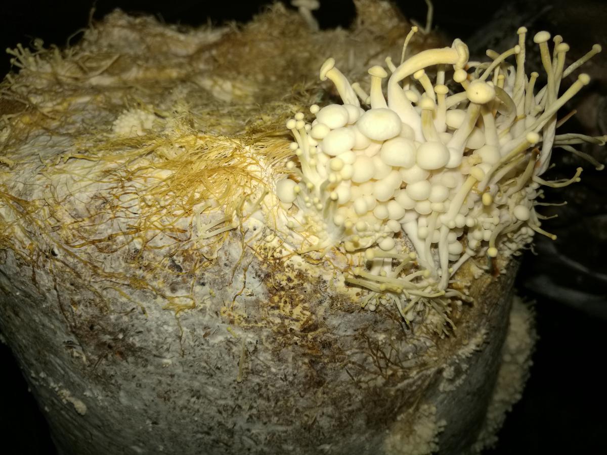 Alpaca de cultivo de Hongo enoki (Flammulina velutipes) iniciando la fructificación
