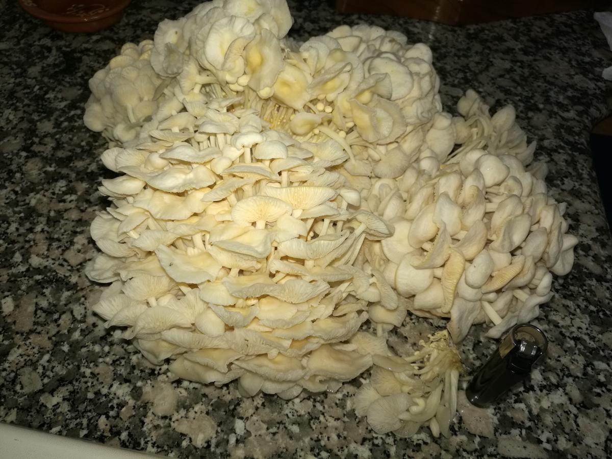 Hongos enoki (Flammulina velutipes) listos para su consumo