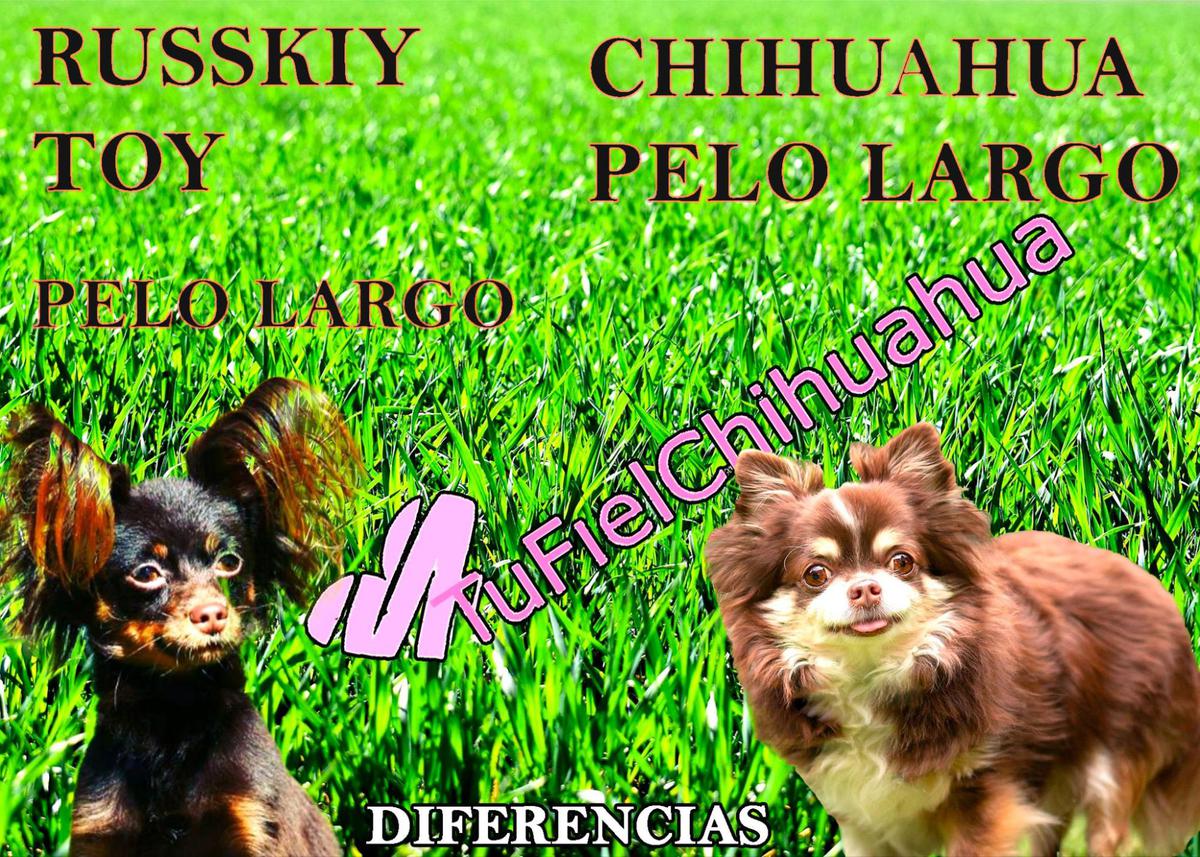 chihuahua ruso pelo largo