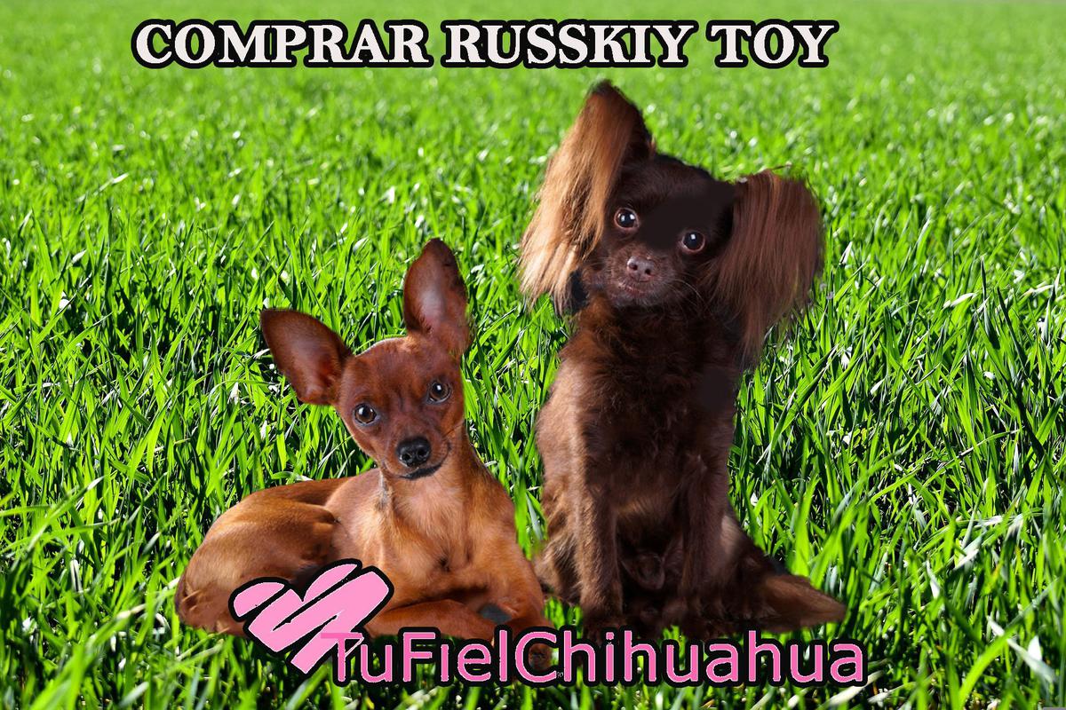 chiguagua ruso toy