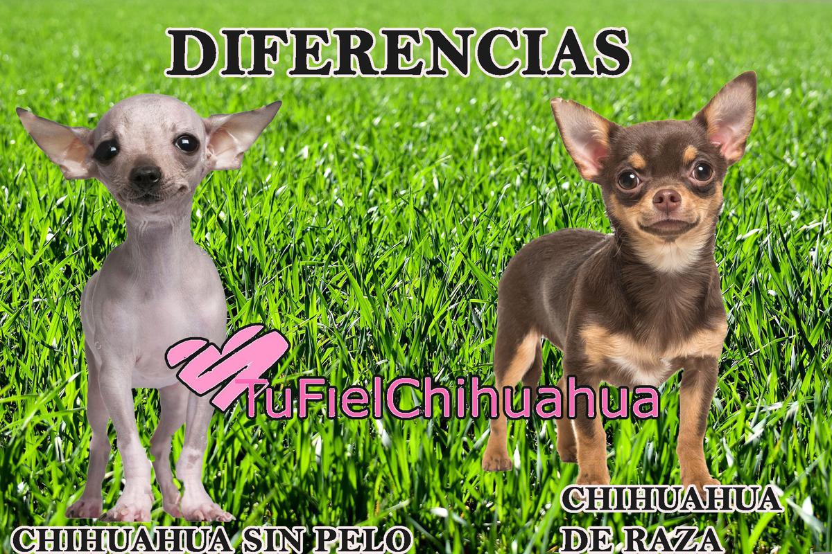 hairless chihuahua dog