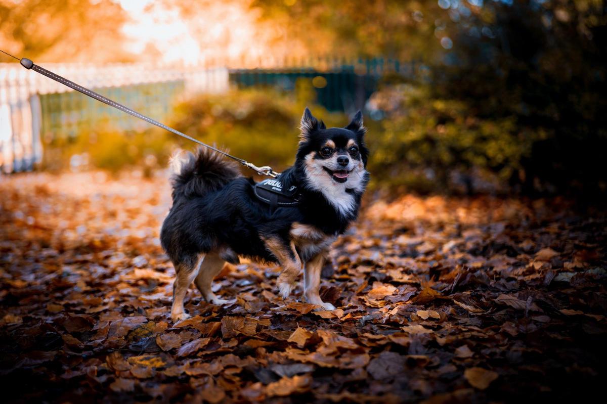chihuahua como educarlo