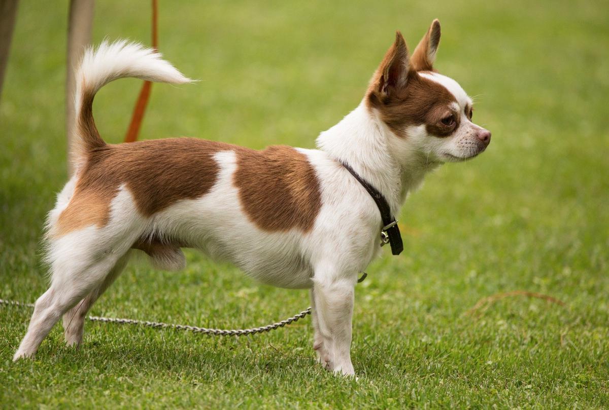 Cómo educar a un chihuahua 1