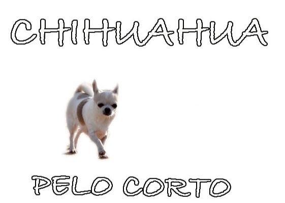 cuántos tipos de chihuahuas hay