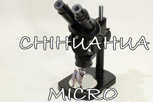 chihuahua tipos de razas