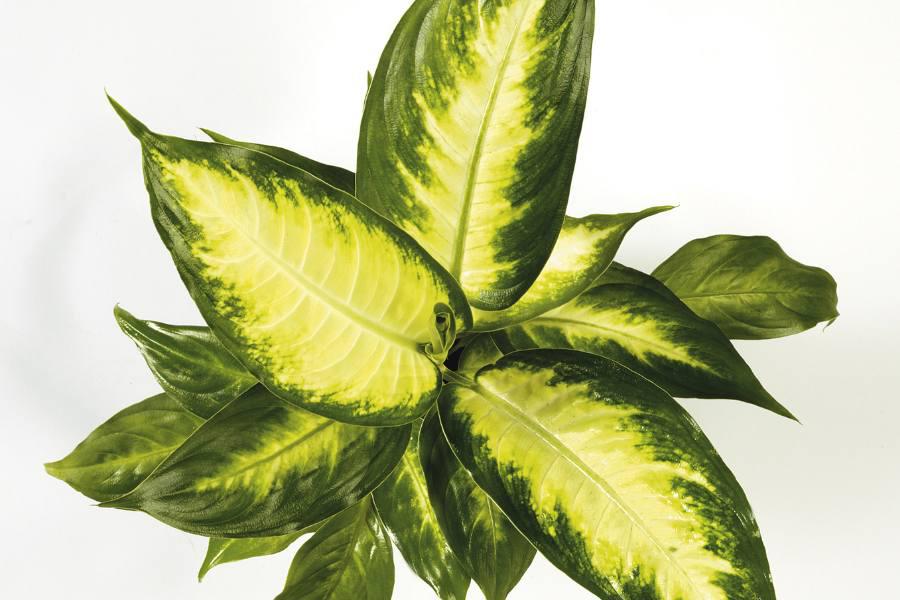dieffenbachia tipos