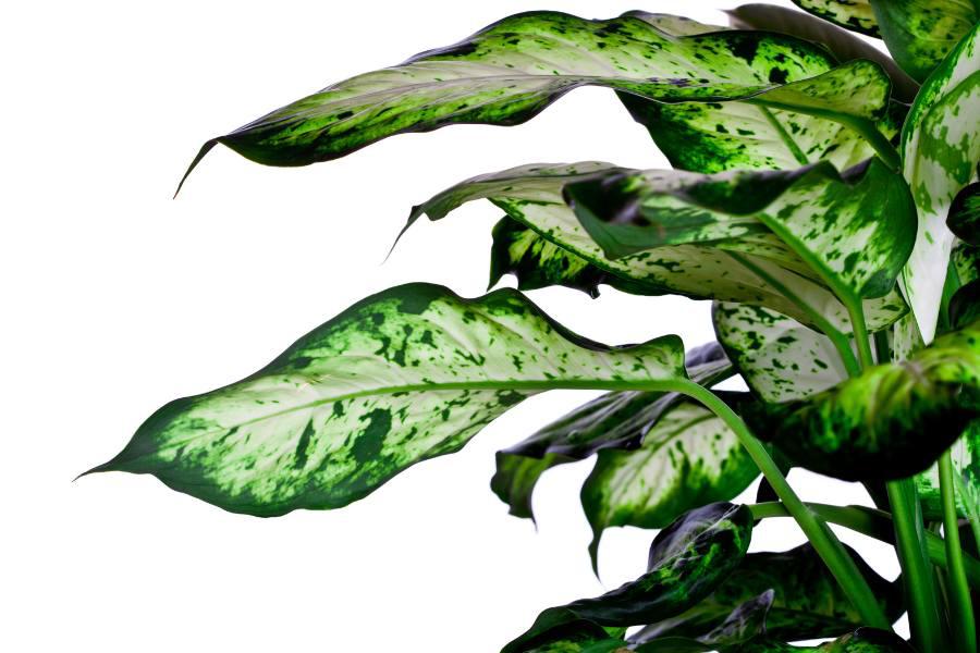 dieffenbachia cuidados