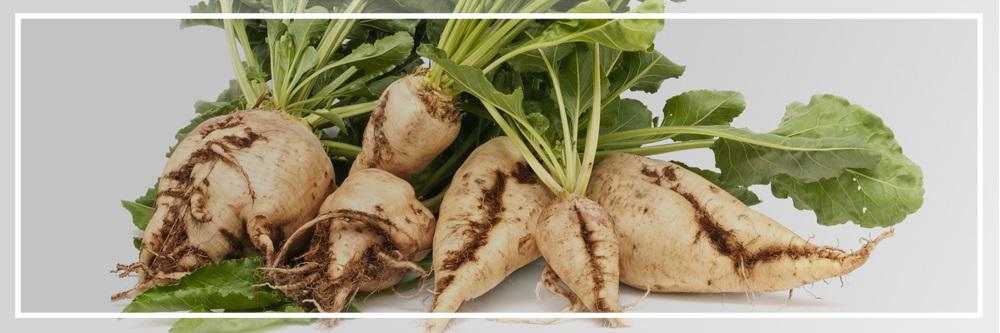 Remolacha Azucarera: Proceso, Cultivo y Diferencias 16