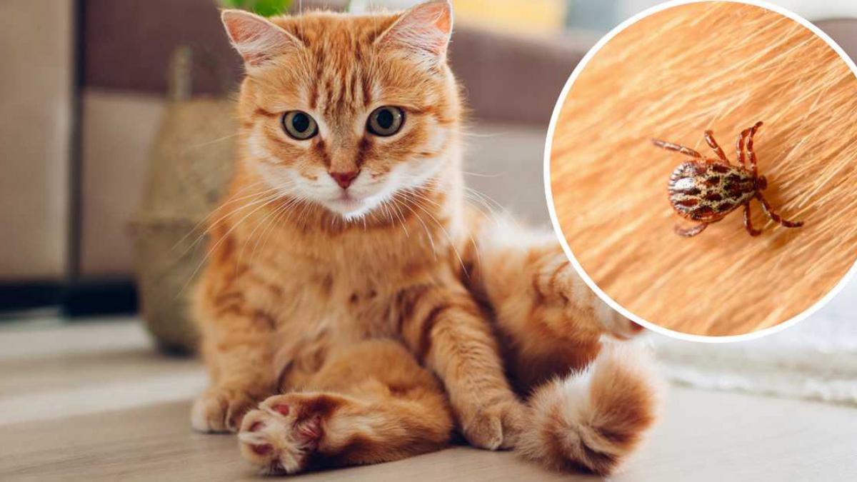 ¿Cómo saber si un gato está sano?