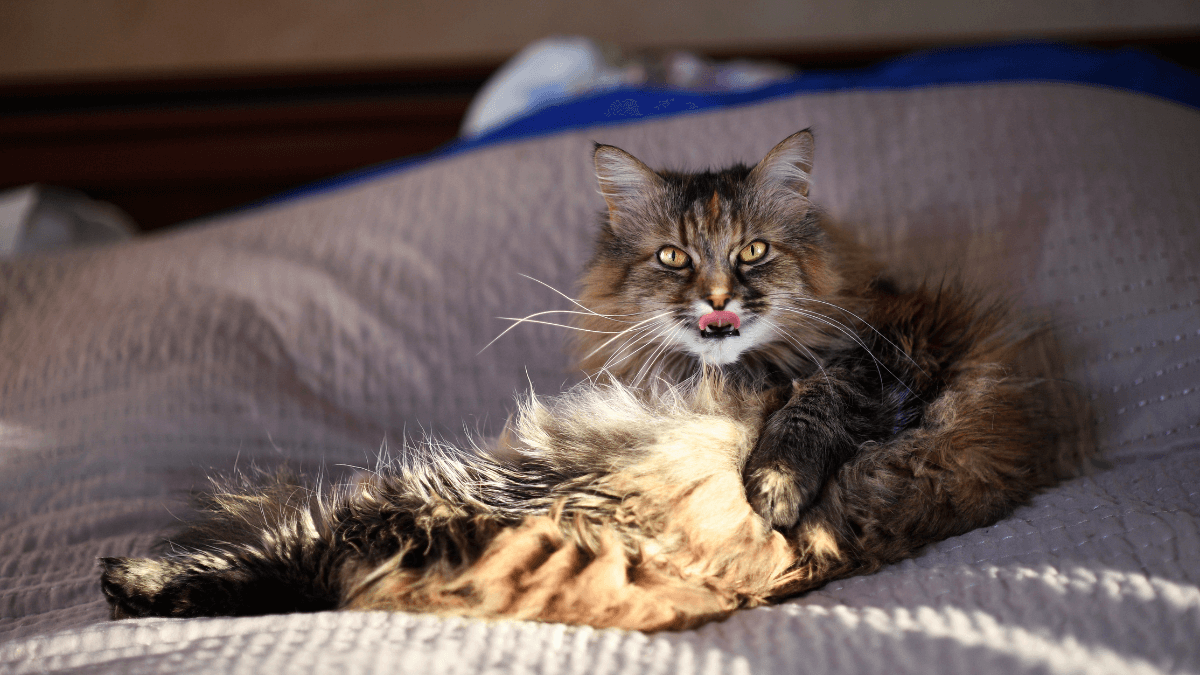 datos curiosos de los gatos