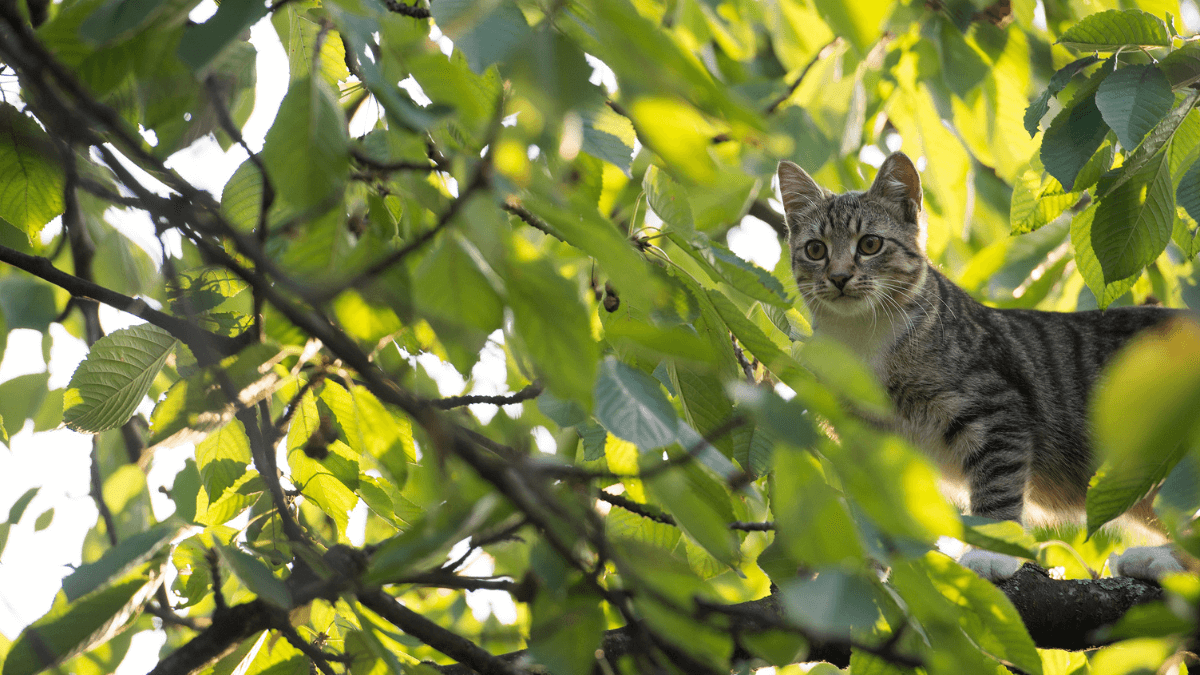 datos curiosos de los gatos