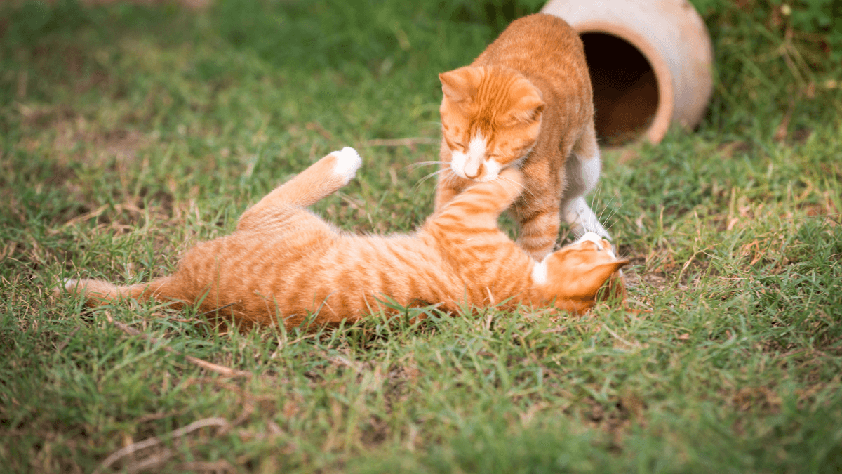 datos curiosos de los gatos