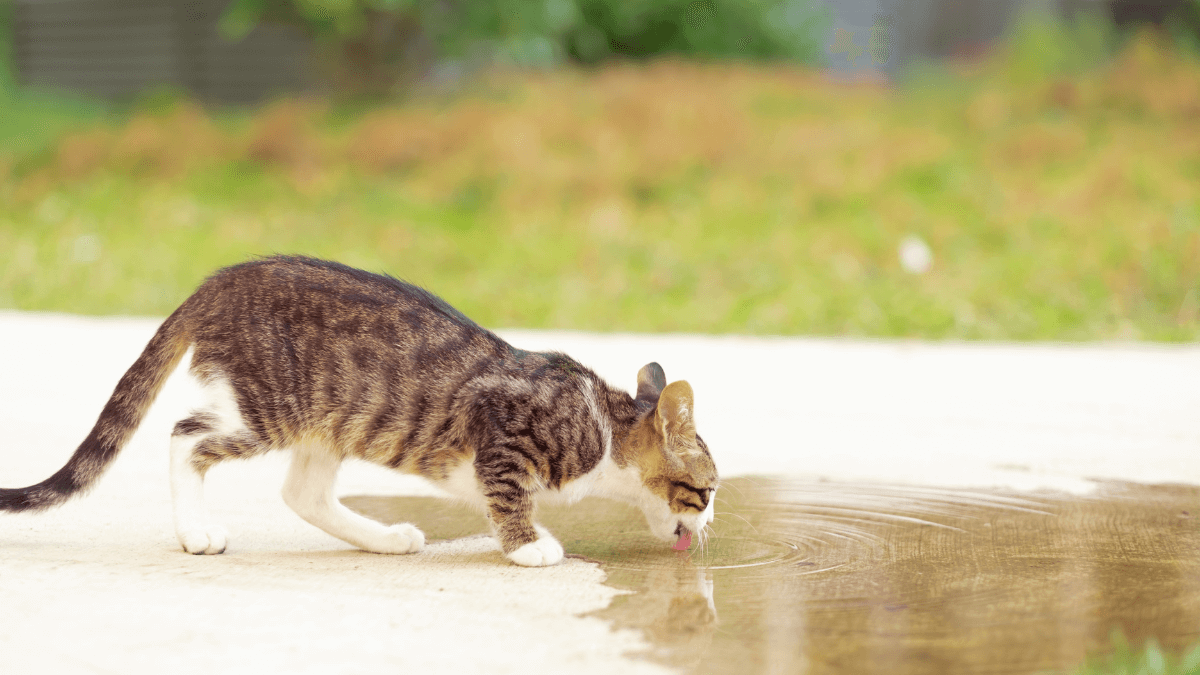 datos curiosos de los gatos
