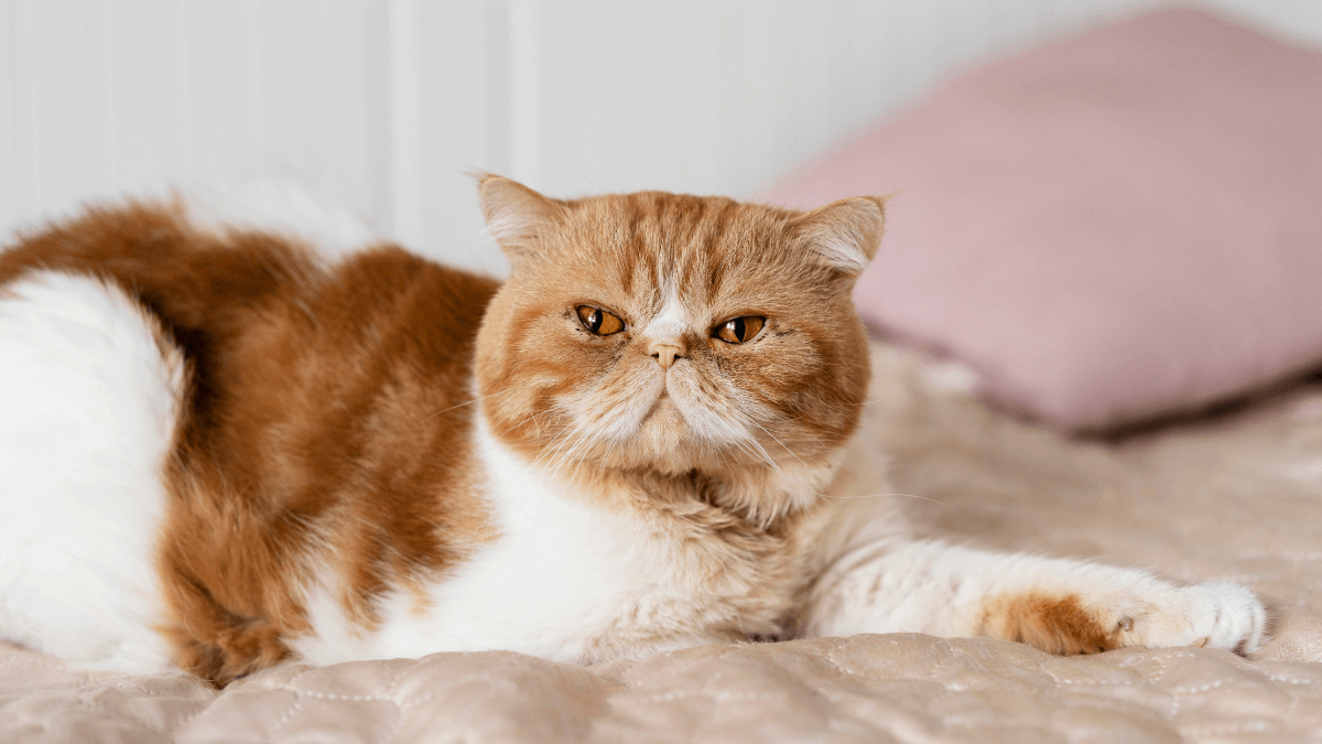 datos curiosos de los gatos