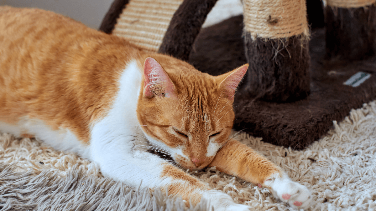 datos curiosos de los gatos