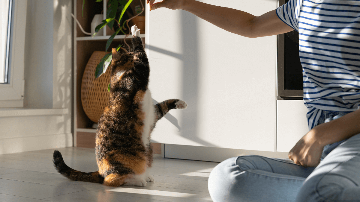 datos curiosos de los gatos