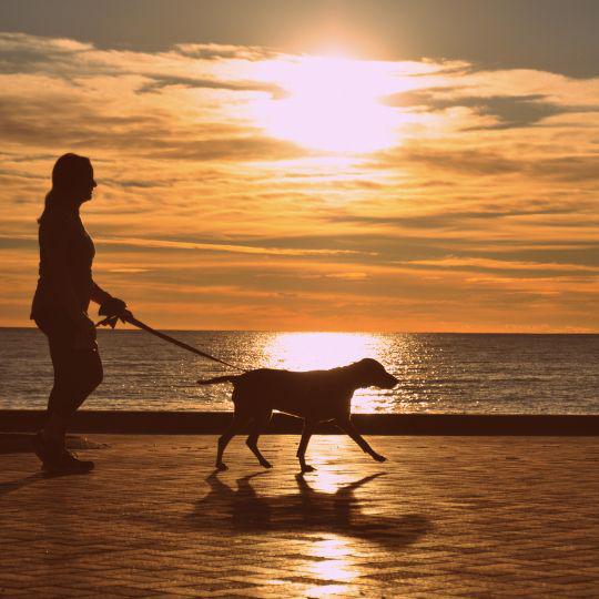 correas para perros