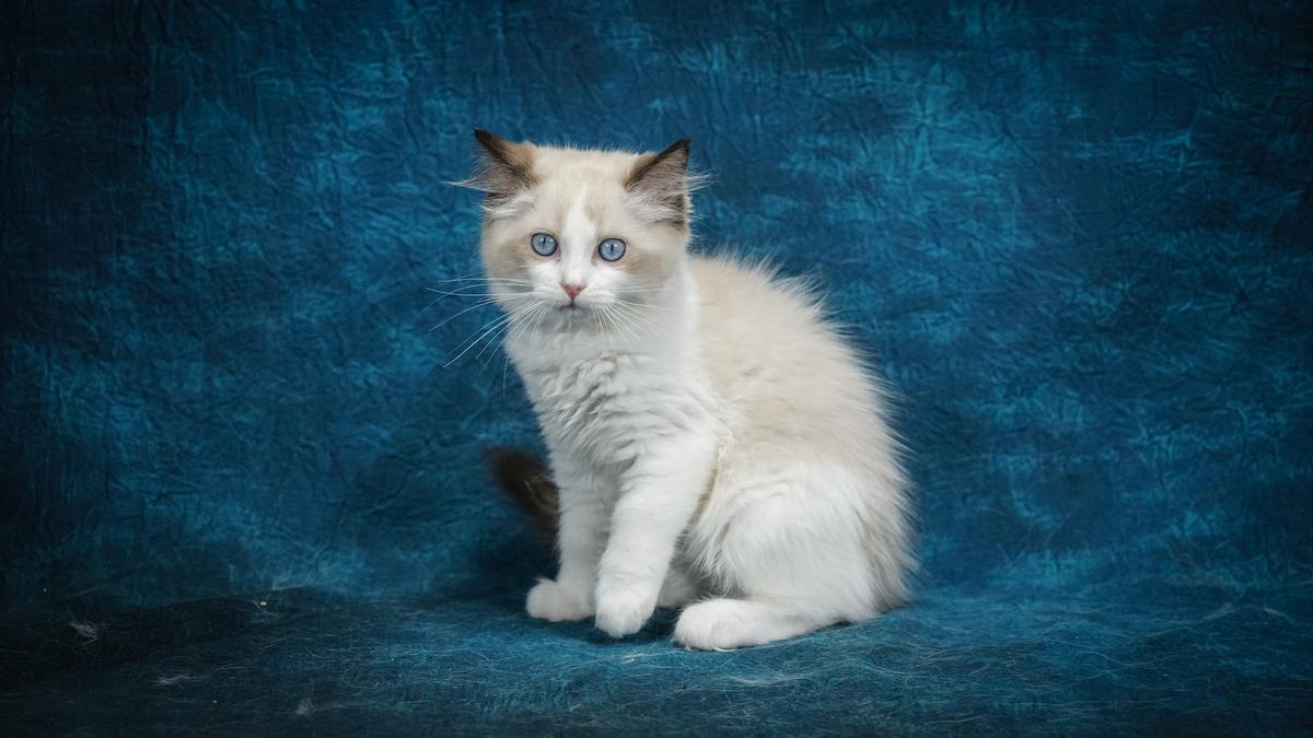 Ragdoll