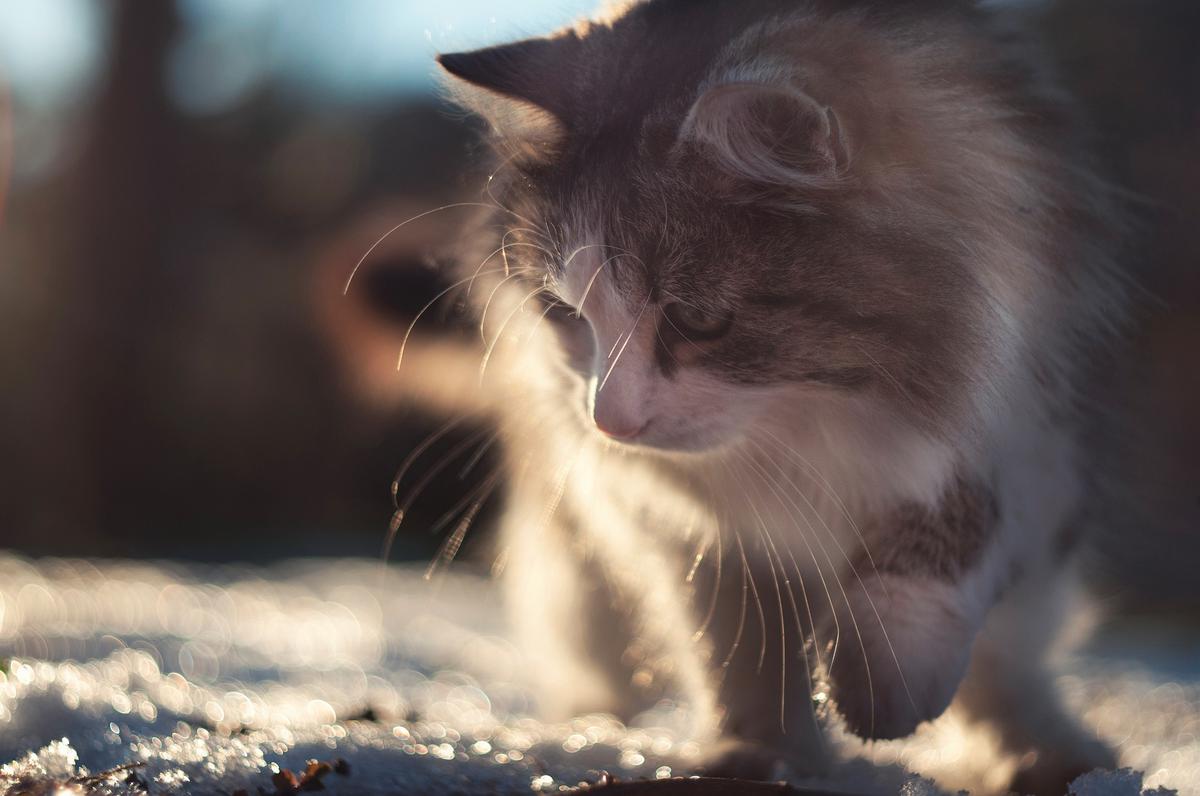 Gato siberiano