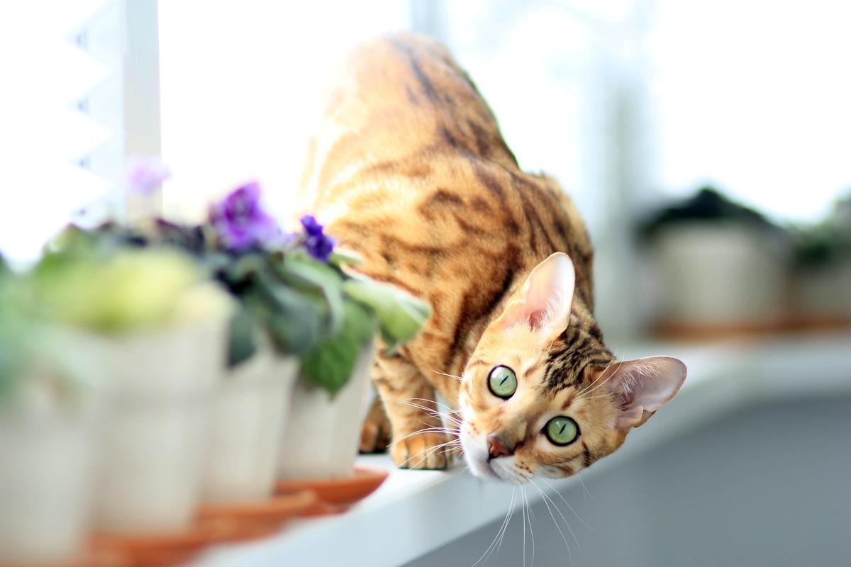 gato de bengala