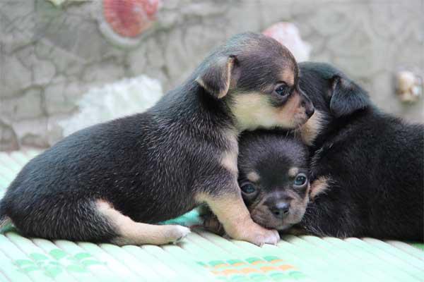 cuidar bien a un chihuahua tras el parto