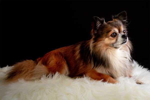 sintomas de parto de una chihuahua
