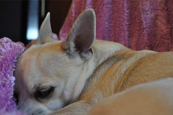 cuanto dura el parto de una chihuahua