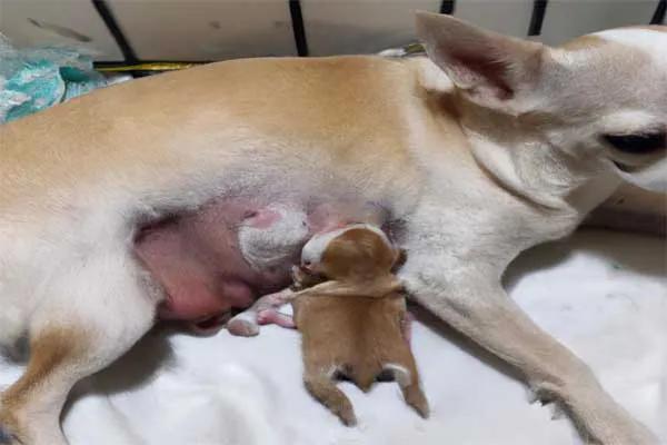parto de una chihuahua primeriza