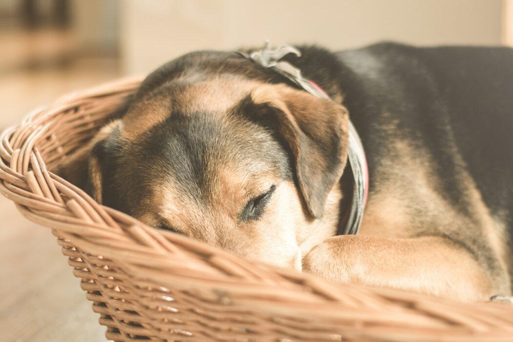 elegir-cama-para-tu-perro