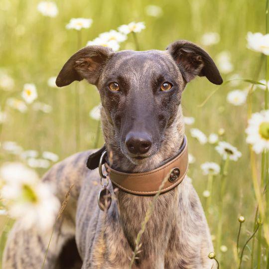whippet