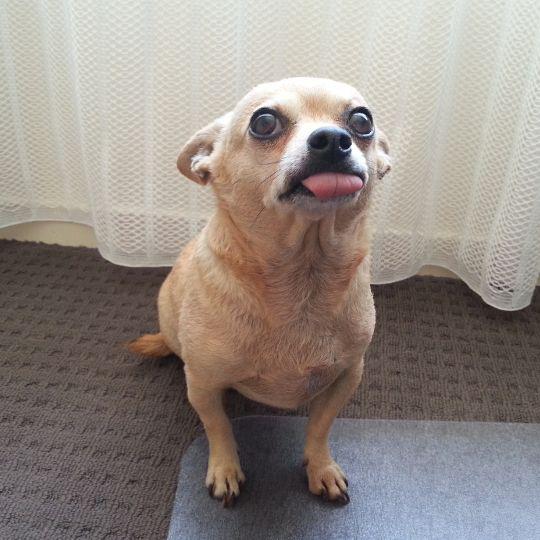 chihuahua