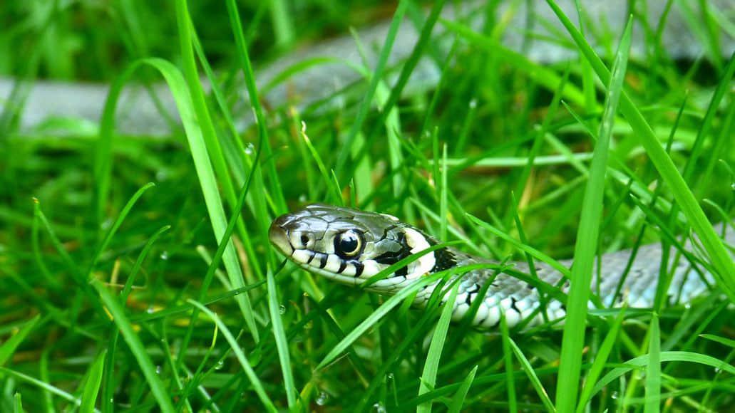 serpiente vista en el patio