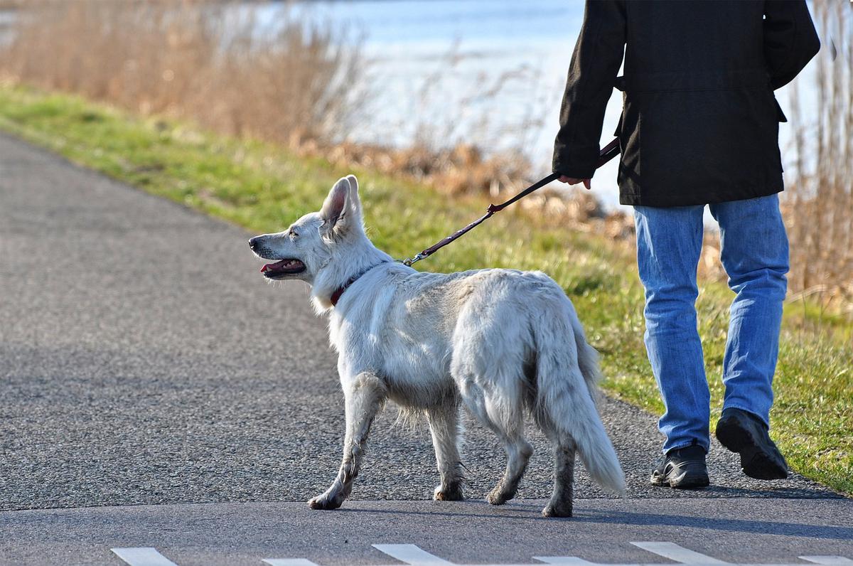 perro tira de la correa durante el paseo